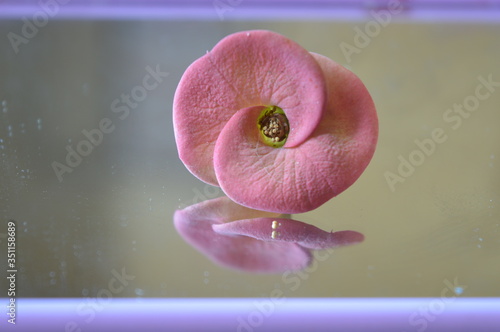 Pink Eforbia Flower photo