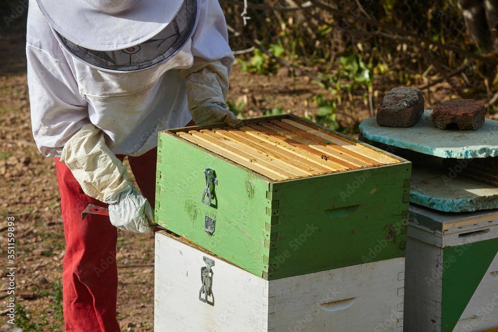 Beekeeper working at the apiary Beekeeper working at the apiary