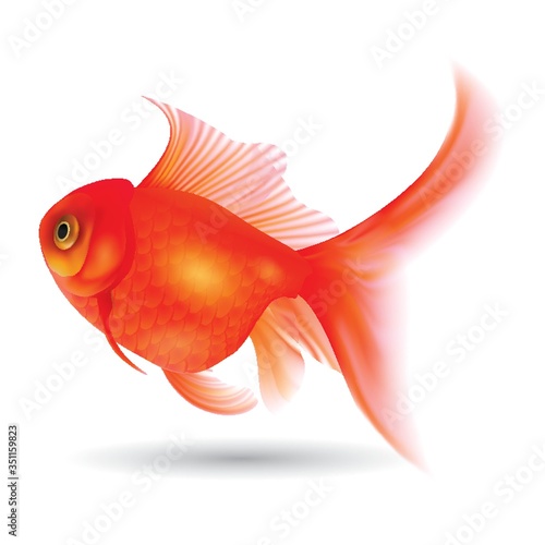 goldfish