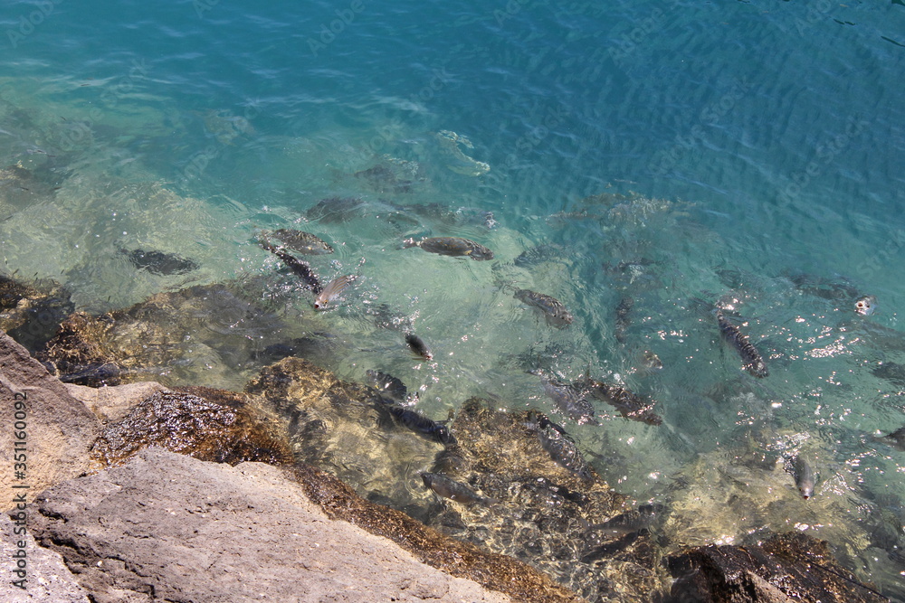 Fototapeta premium School of fish