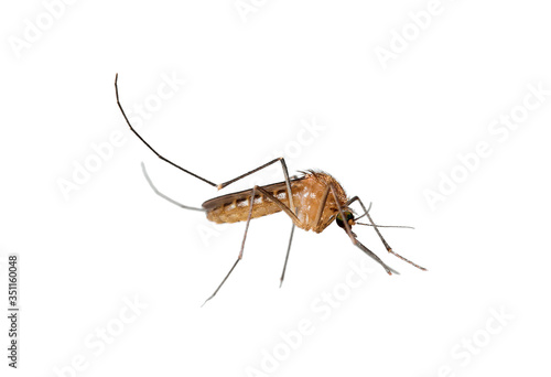 mosquito isolated on white background, dangerous insect, malaria carrier © boonchuay1970