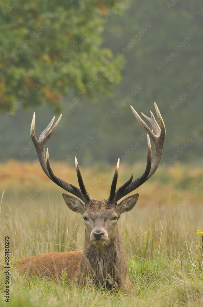 Obraz premium Red deer cervus elaphus in autumn colours