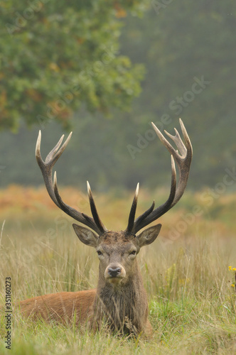 Red deer cervus elaphus in autumn colours © Maciej
