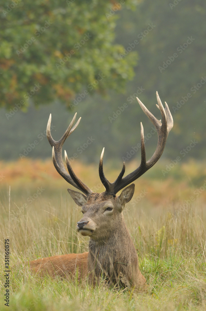 Red deer cervus elaphus in autumn colours Red deer cervus elaphus in autumn colours