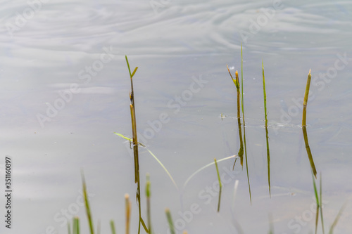 View of a quarry pond with a special focus on plants that are reflected in the water from the shore with overcast skies and calm water in northern Germany