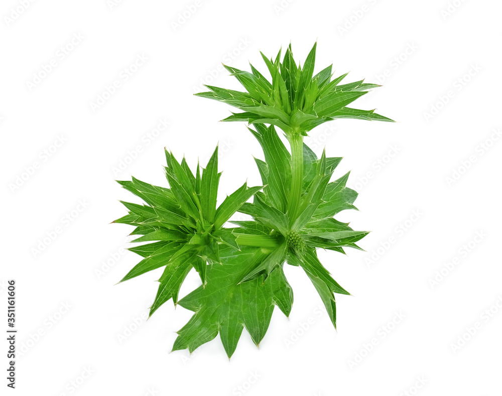 culantro flower, long coriander or eryngium foetidum isolated on white background culantro flower, long coriander or eryngium foetidum isolated on white background