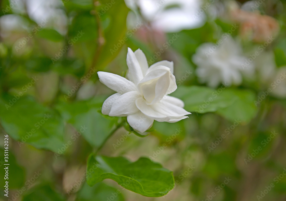 Jasmine flower with blur leaves background Jasmine flower with blur leaves background