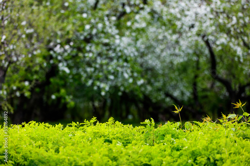 Spring copy space with a smooth line of green bushes against the background of blooming apple trees out of focus