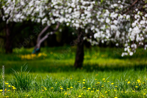 Spring background of yellow dandelions growing in green grass against the background of blooming apple trees