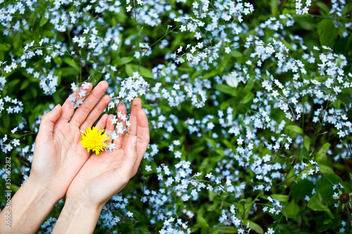 On women's hands is a yellow dandelion on a background of blue spring flowers