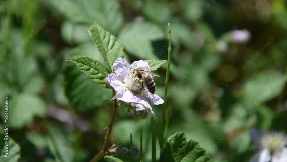 Closeup of a honey bee on the blackberry flower Closeup of a honey bee on the blackberry flower