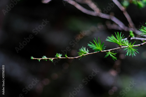 Foto larch arm