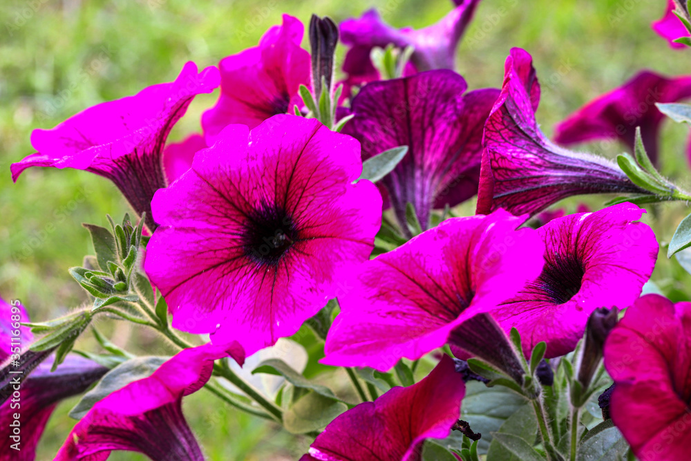 Beautiful flower of May; Petunia flower Beautiful flower of May; Petunia flower
