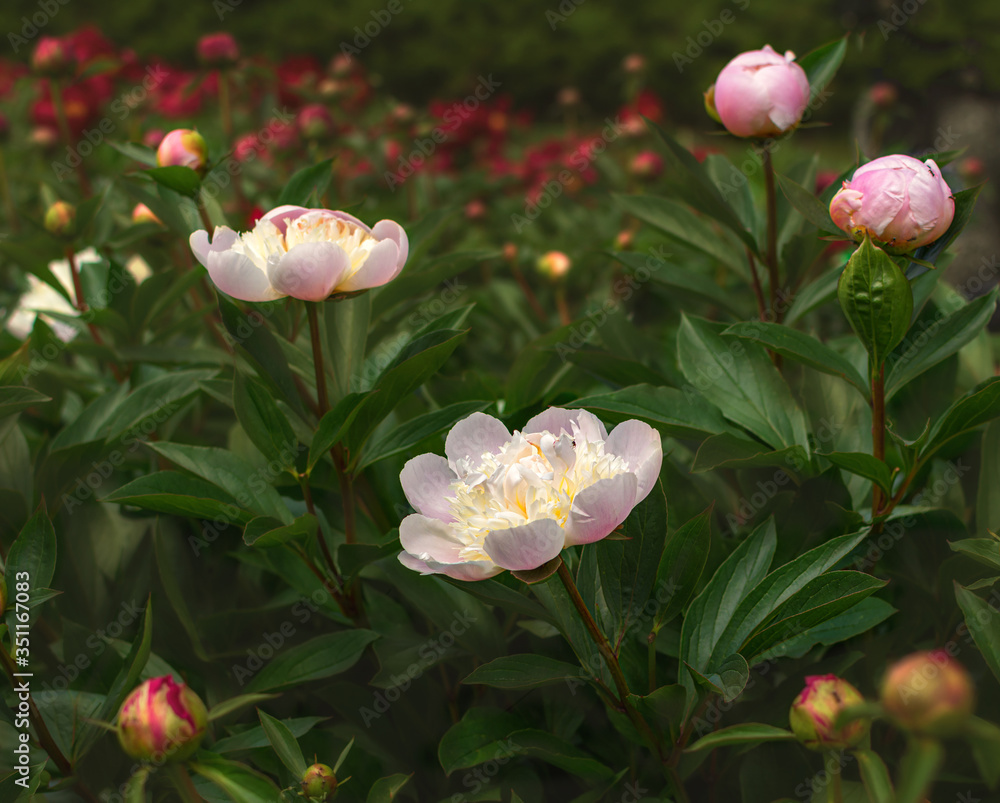 Peony (Paeonia) - is the only genus of plants in the Pivonia family (Paeoniaceae). Perennial grasses (most species), as well as bushes or brewers.