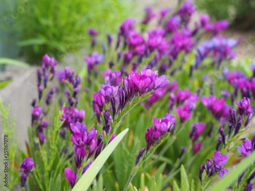 Fototapeta Naklejka Na Ścianę i Meble -  春の庭に咲く紫色のフリージアの花	