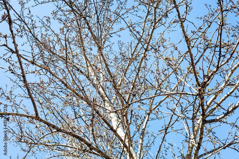 poplar tree with buds and blue sky on background on sunny spring day (focus on branches on foreground) poplar tree with buds and blue sky on background on sunny spring day (focus on branches on foreground)