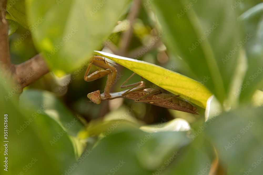 Mantis in the bushes