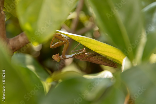 Mantis in the bushes