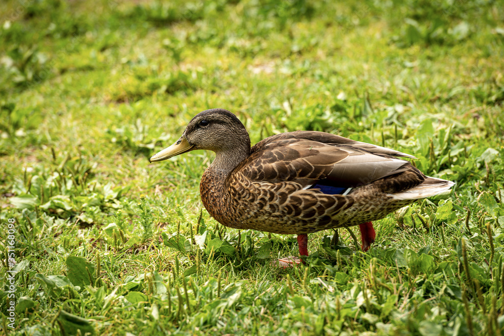 One female of mallard duck (Anas platyrhynchos) standing on a green meadow. Italy, Europe One female of mallard duck (Anas platyrhynchos) standing on a green meadow. Italy, Europe