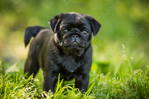Cute Black pug puppy stay outdor in summer grass © _DeingeL_