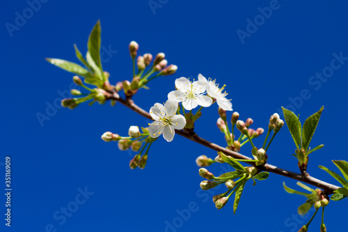 A branch of a blossoming cherry on a bright blue sky. Sunny day. Focus on the blossoming flowers.