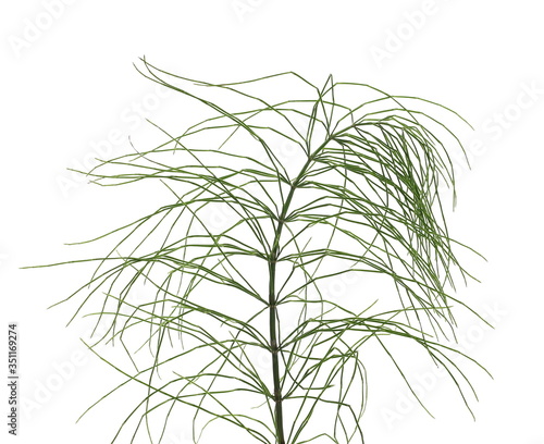 Horsetail fern   Equisetum arvense  isolated on white background