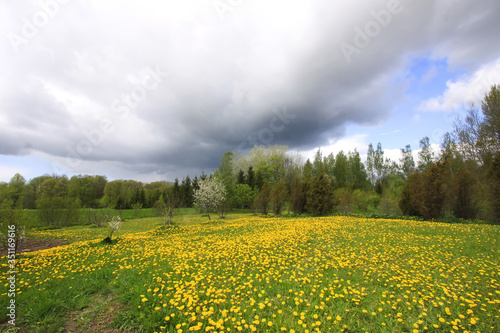 Beautiful spring scenic landscape with dark sky and dandelion meadow