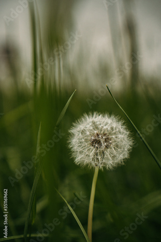 green dandelion in the park