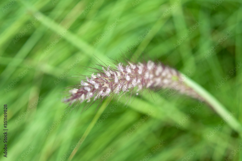 Dry weeds in the wind