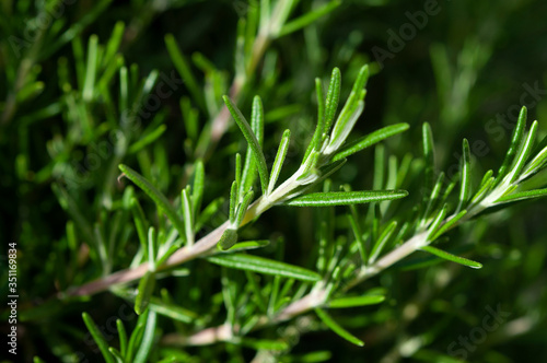 Rosemary shrub green close-up