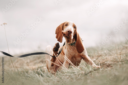 bracco italiano puppy scratching outdoors in spring
