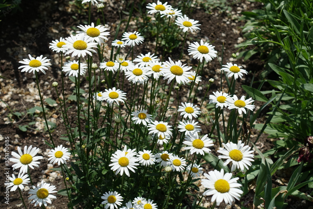 Leucanthemum vulgare with white flowers in May Leucanthemum vulgare with white flowers in May