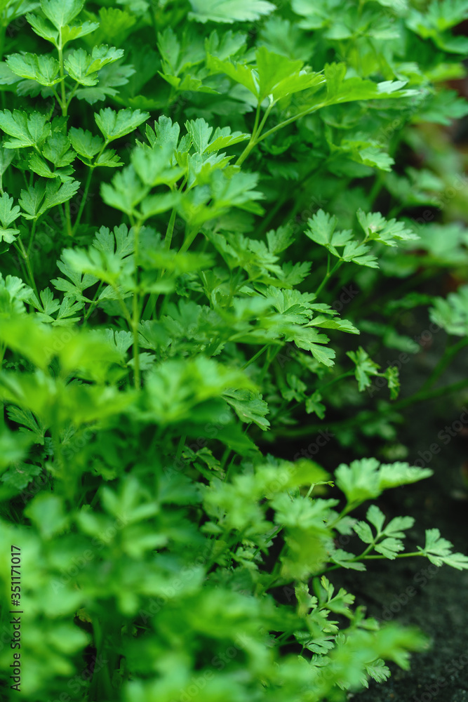 Parsley grows in the garden. It is grown outdoors in the garden area. Green background of parsley leaves. Parsley grows in the garden. It is grown outdoors in the garden area. Green background of parsley leaves.