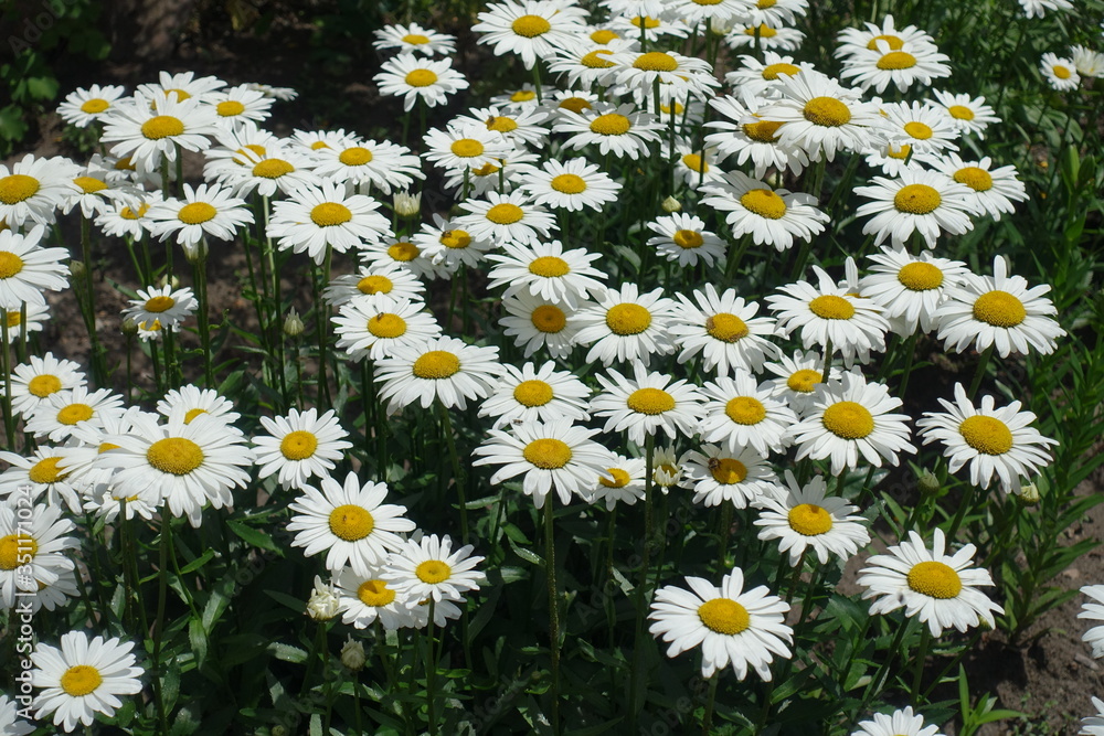 Many white flowers of Leucanthemum vulgare in June Many white flowers of Leucanthemum vulgare in June