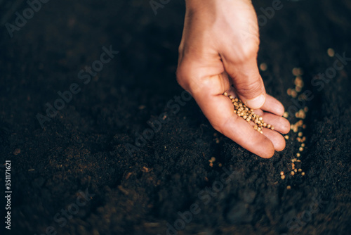 Photo Hand growing seeds on sowing soil