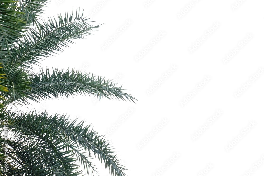 Palm leaves with branches on white isolated background for green foliage backdrop and copy space 