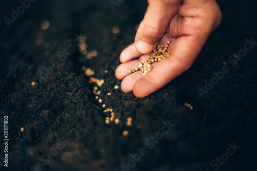 Fototapeta Hand growing seeds on sowing soil