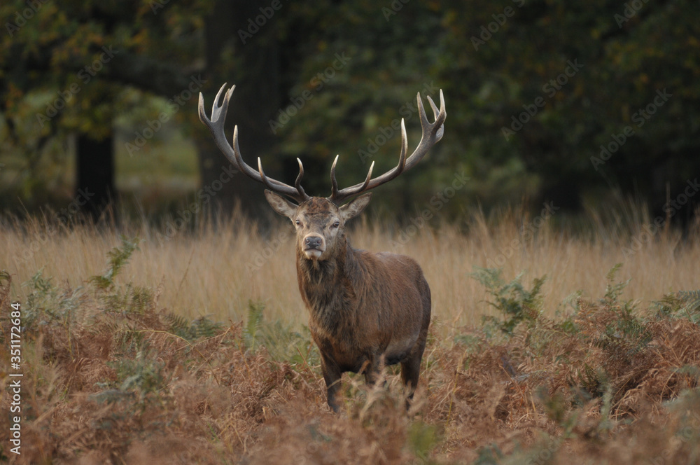 Red deer cervus elaphus in autumn colours Red deer cervus elaphus in autumn colours