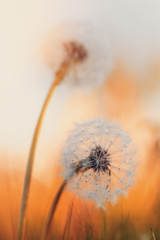 Fototapete Orange Pusteblume im Frühlingslicht  © ArtushFoto