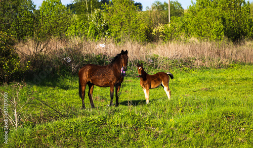  beautiful slender brown mare walks on the green grass in the field  along with small cheerful foal. Horses graze in a green meadow on asunny day.