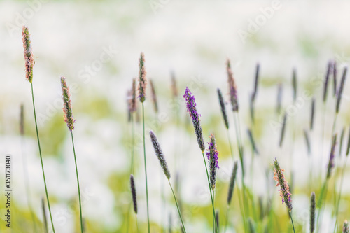 spring grass on white flowering bokeh background, springtime background