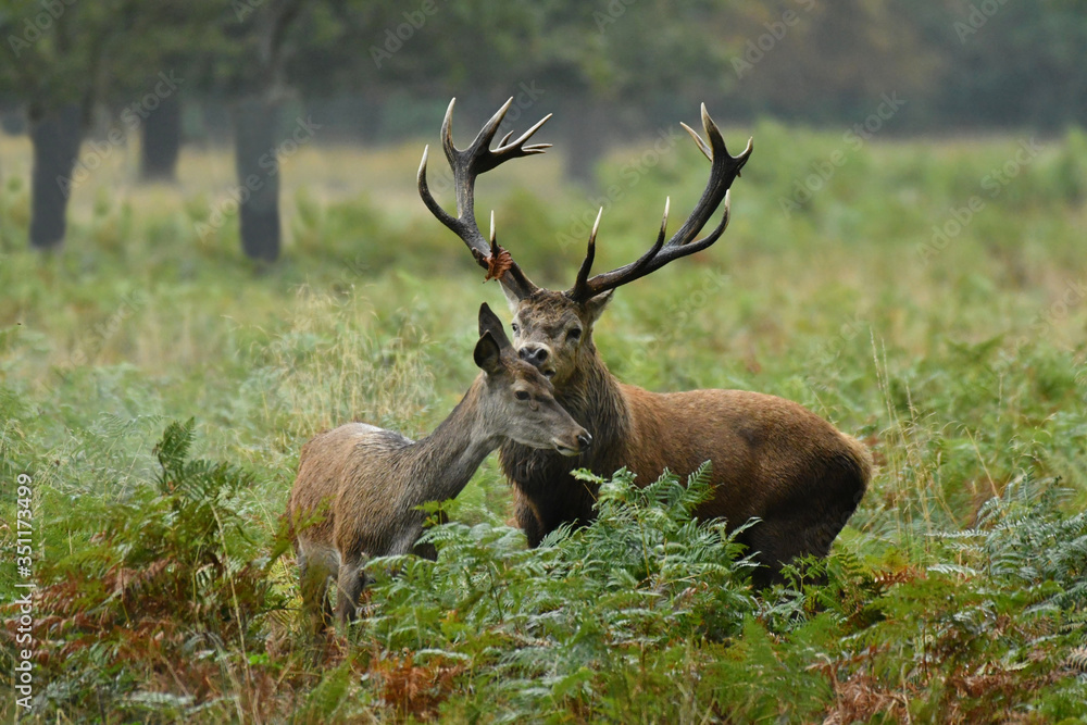 Red deer cervus elaphus in autumn colours Red deer cervus elaphus in autumn colours