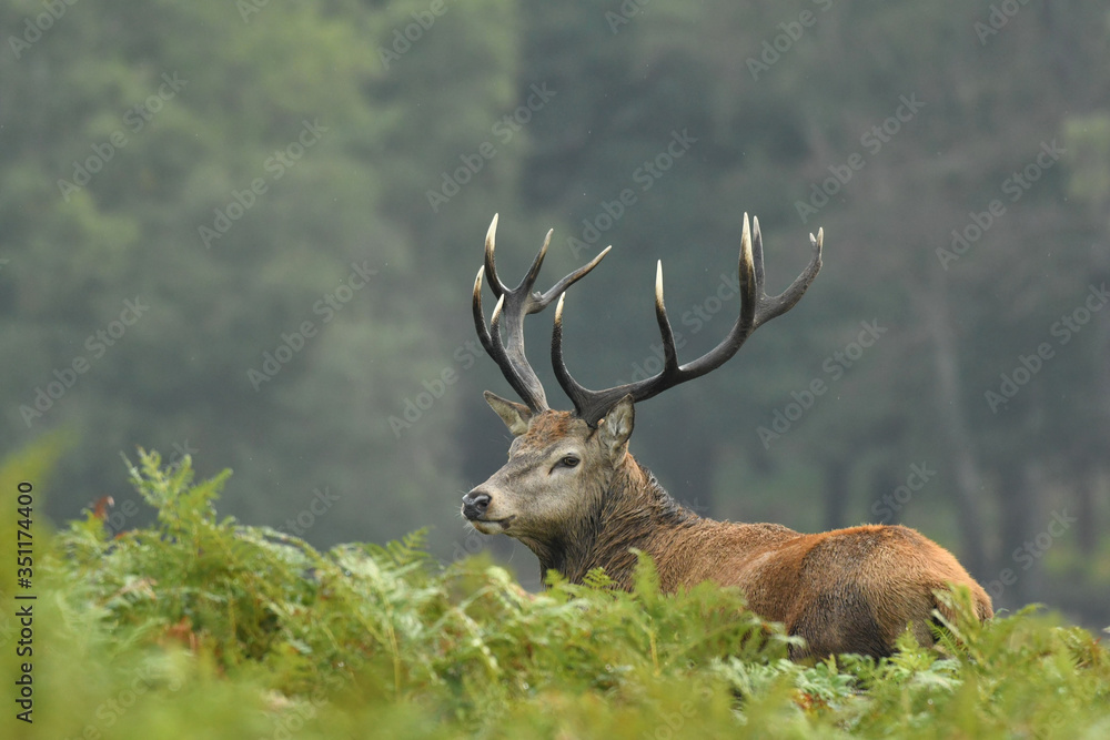 Red deer cervus elaphus in autumn colours Red deer cervus elaphus in autumn colours