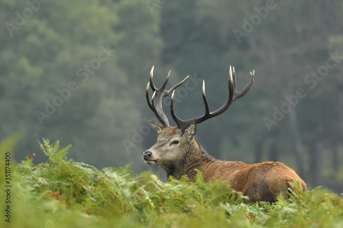 Red deer cervus elaphus in autumn colours