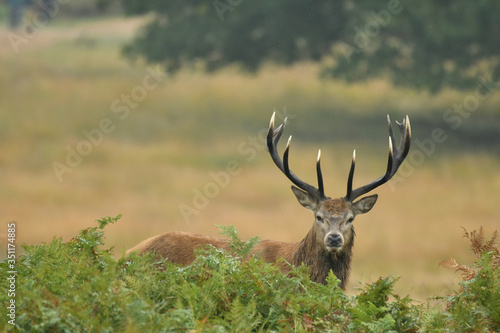 Red deer cervus elaphus in autumn colours