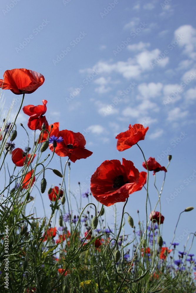 Obraz premium Mohnblumen - Papaver rhoeas