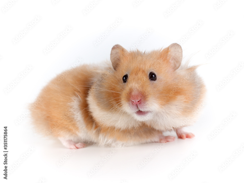 Portrait of a Syrian hamster, rodent's muzzle close-up and blurred background.