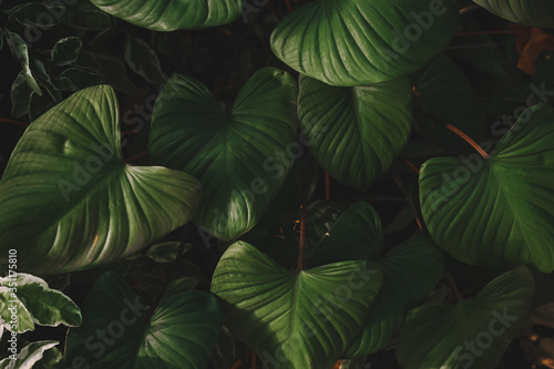 Matte tropical green leaves background