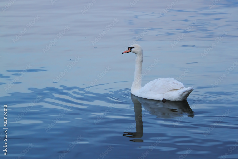 Fototapeta premium Beautiful swan swims in the river Danube