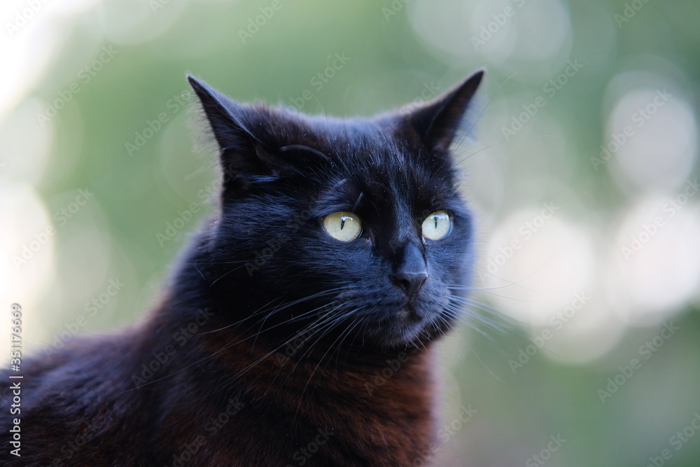 portrait shot of a young black domestic cat with a curious look on its face and a shallow depth of field with bokeh bubbles in the background